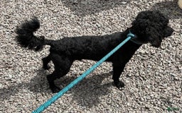 Goldendoodle dogs for sale: Tyson - Image 2