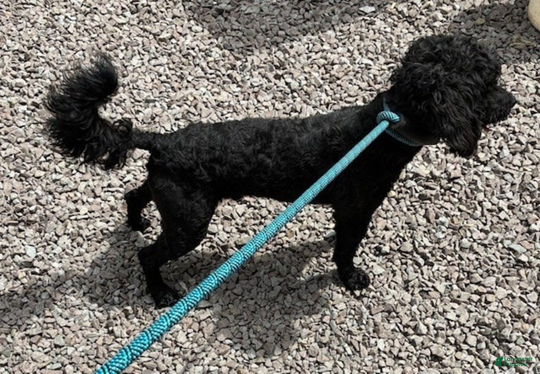 Goldendoodle dogs for sale: Tyson - Image 2