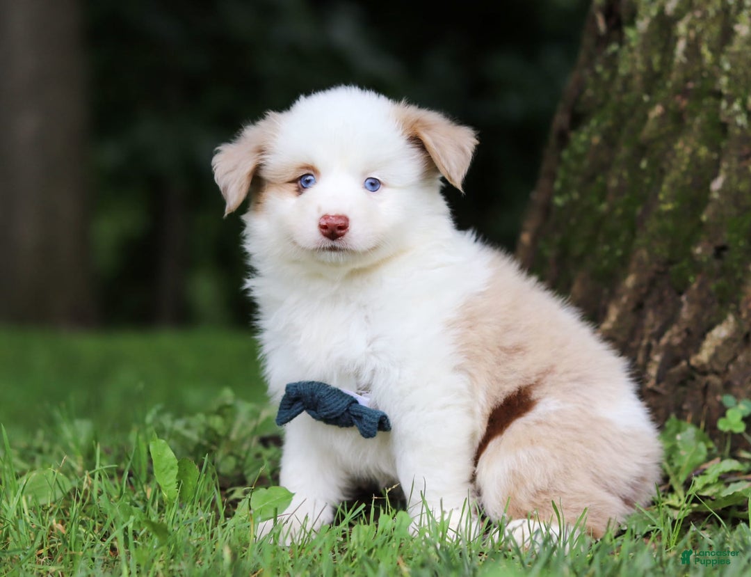 Miniature Australian Shepherd dogs for sale: Frisky - Image 4