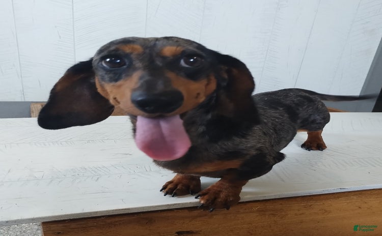 Dachshund dogs for stud - Ad 1