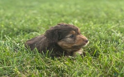 Aussiedoodle dogs for sale: Carter - Image 9