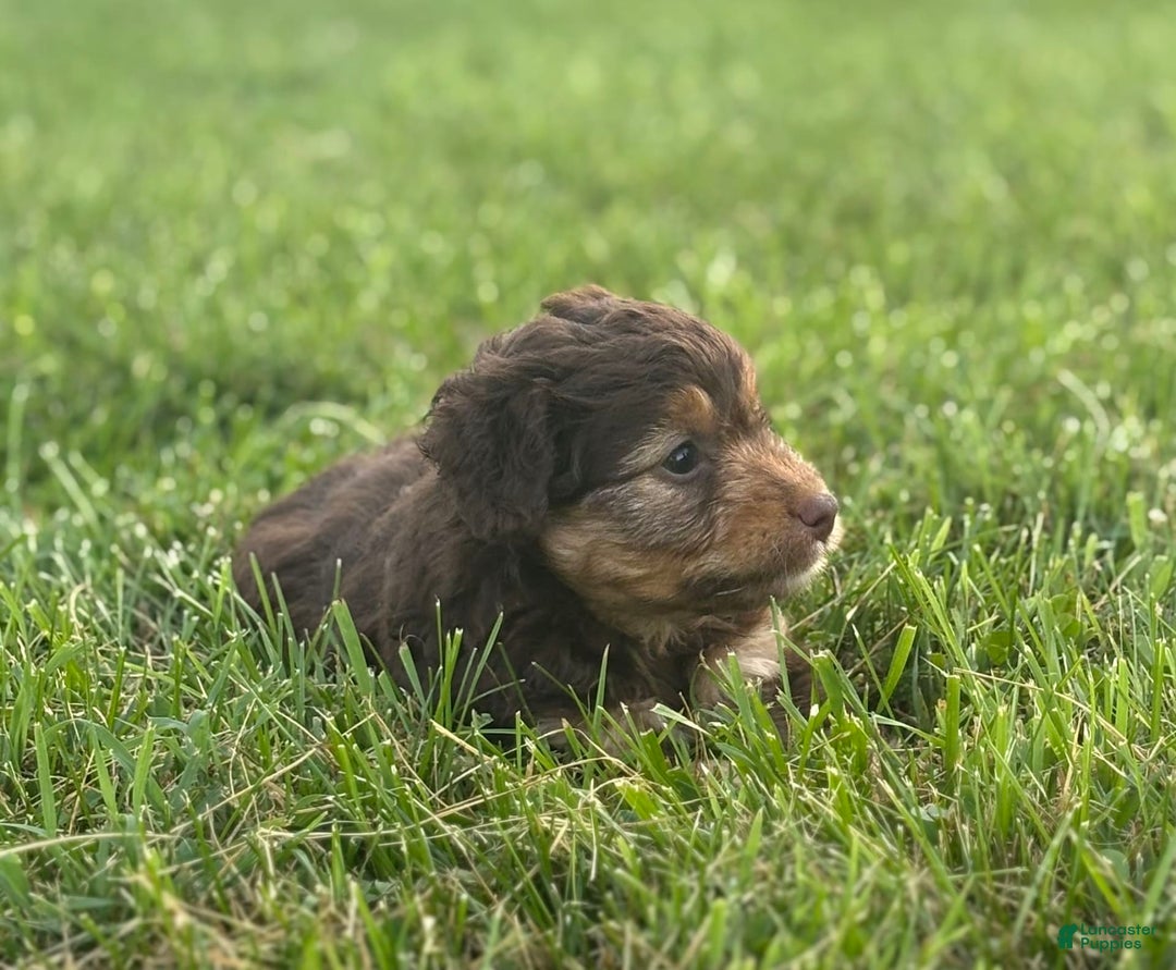 Aussiedoodle dogs for sale: Carter - Image 9
