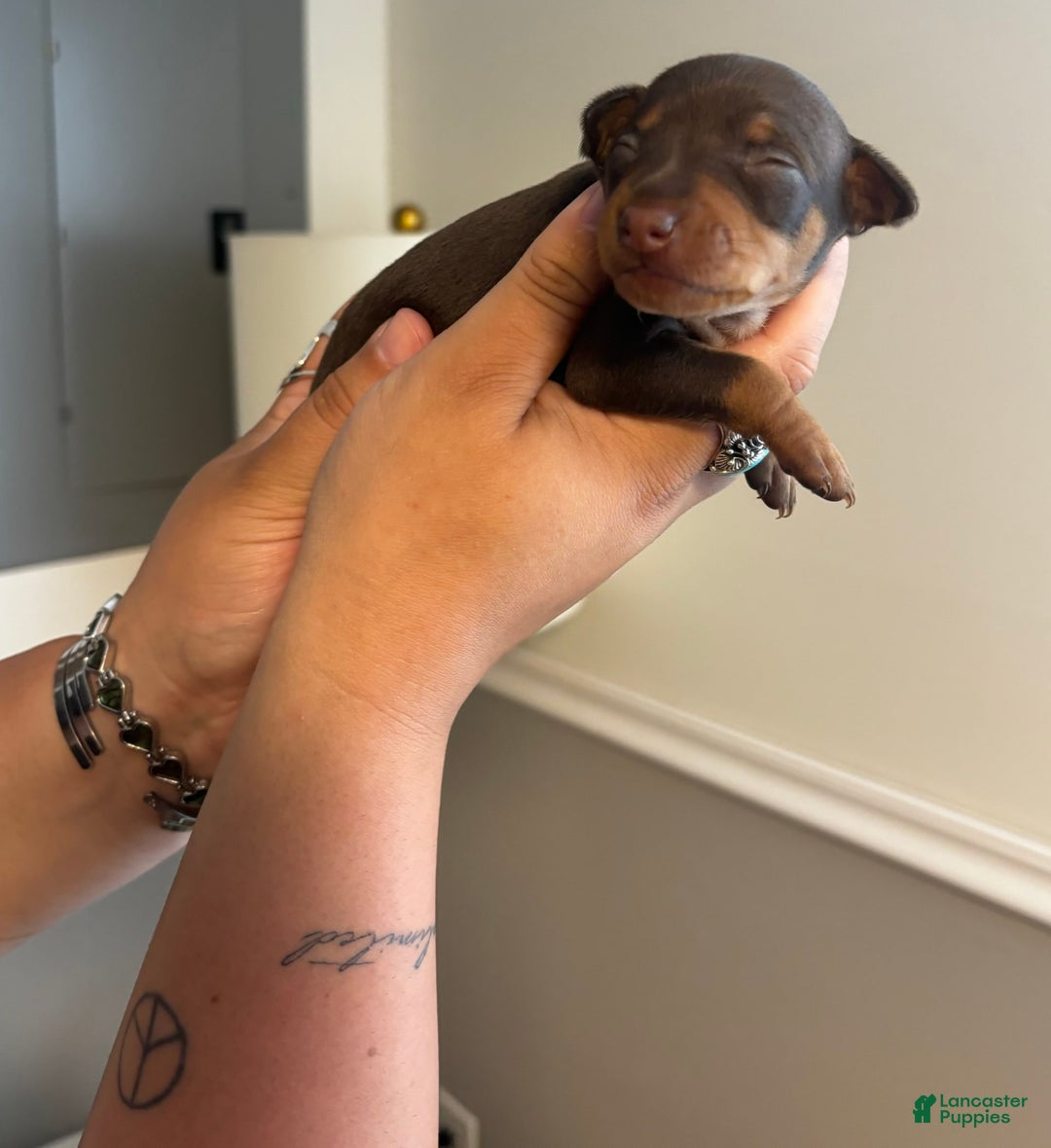 Miniature Pinscher dogs for sale: Ophelia - Image 4