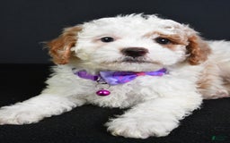 Cavapoo dogs for sale: Abby - Image 4