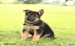 German Shepherd dogs for sale: Domino - Image 3