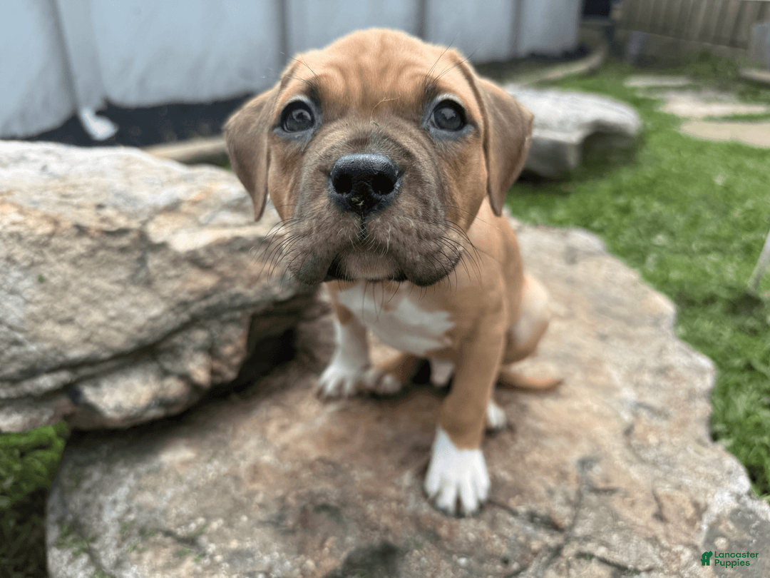 American Pit Bull Terrier dogs for sale: Spice - Image 24