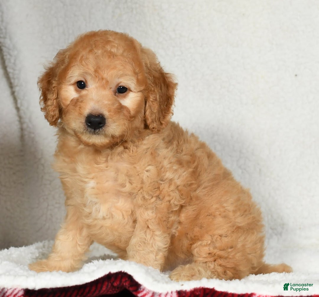 Mini Goldendoodle dogs for sale: Kodak - Image 5