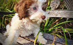 Havapoo dogs for sale: Hope - Image 12