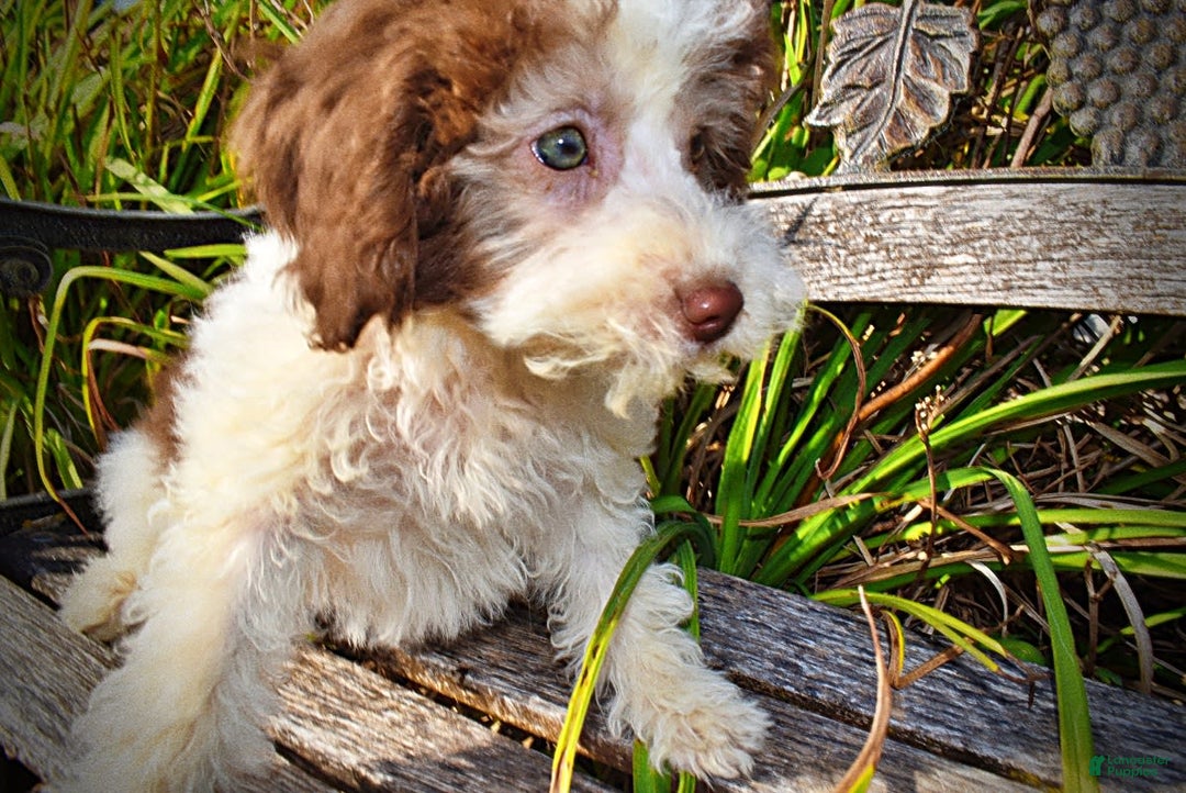 Havapoo dogs for sale: Hope - Image 12