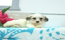 Havanese dogs for sale: Nellie - Image 3