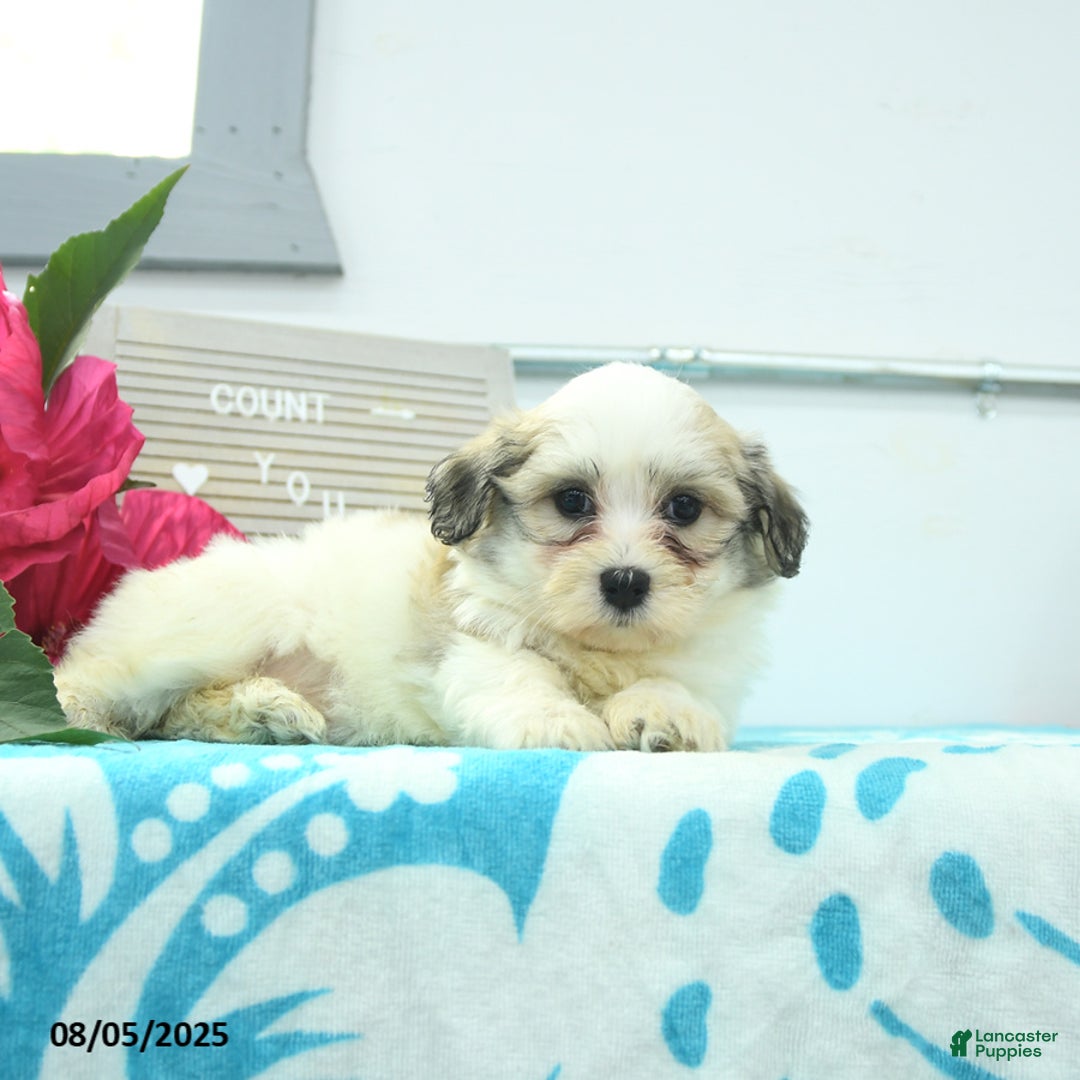 Havanese dogs for sale: Nellie - Image 3