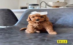 Mini Goldendoodle dogs for sale: Petite Belle - Image 17
