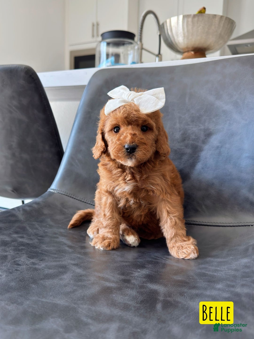 Mini Goldendoodle dogs for sale: Petite Belle - Image 17