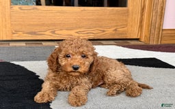 Cockapoo dogs for sale: Waylon - Image 2