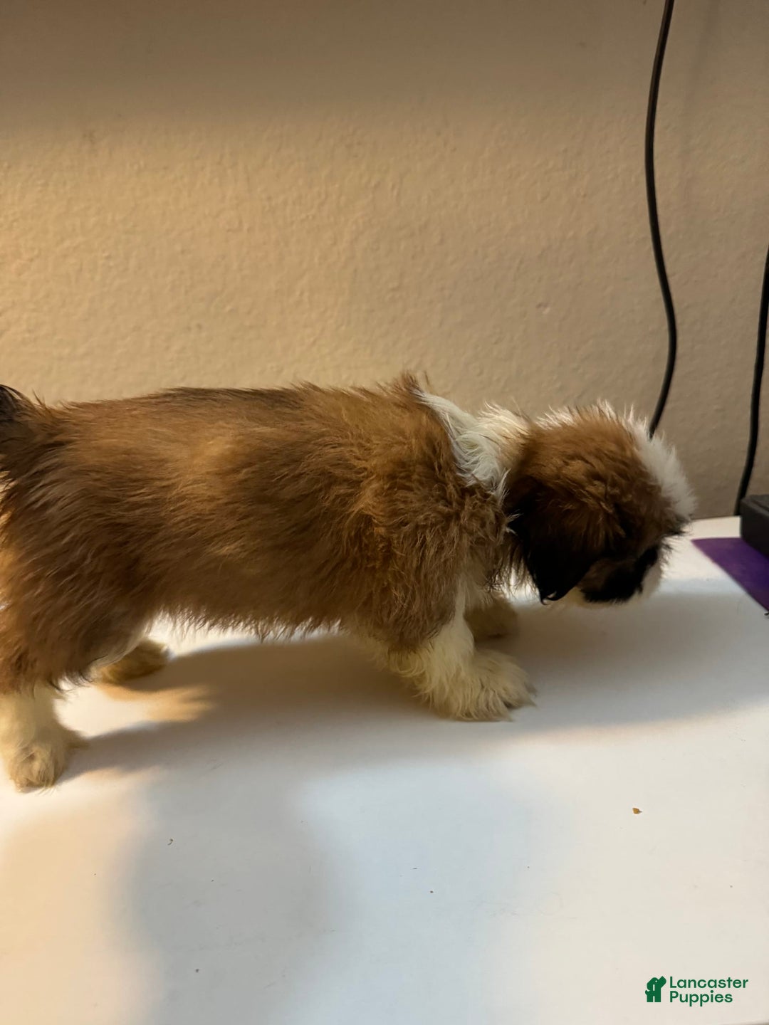 Shih Tzu dogs for sale: Shih Tzu 4 puppies - Image 7