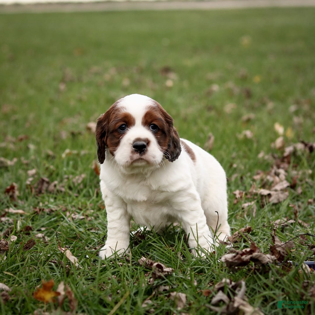 Saint Berdoodles dogs for sale: Bianca - Image 5