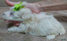 Maltese dogs for sale: Titan - Image 2
