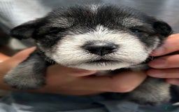 Miniature Schnauzer dogs for sale: Bernie - Image 12