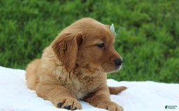 Golden Retriever dogs for sale: Amber - Image 5