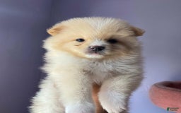 Pomeranian dogs for sale: Alex - Image 4