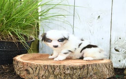 Miniature Australian Shepherd dogs for sale: Holly - Image 1
