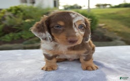 Miniature Dachshund dogs for sale: Finley - Image 11