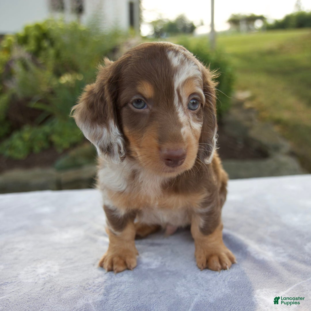 Miniature Dachshund dogs for sale: Finley - Image 11