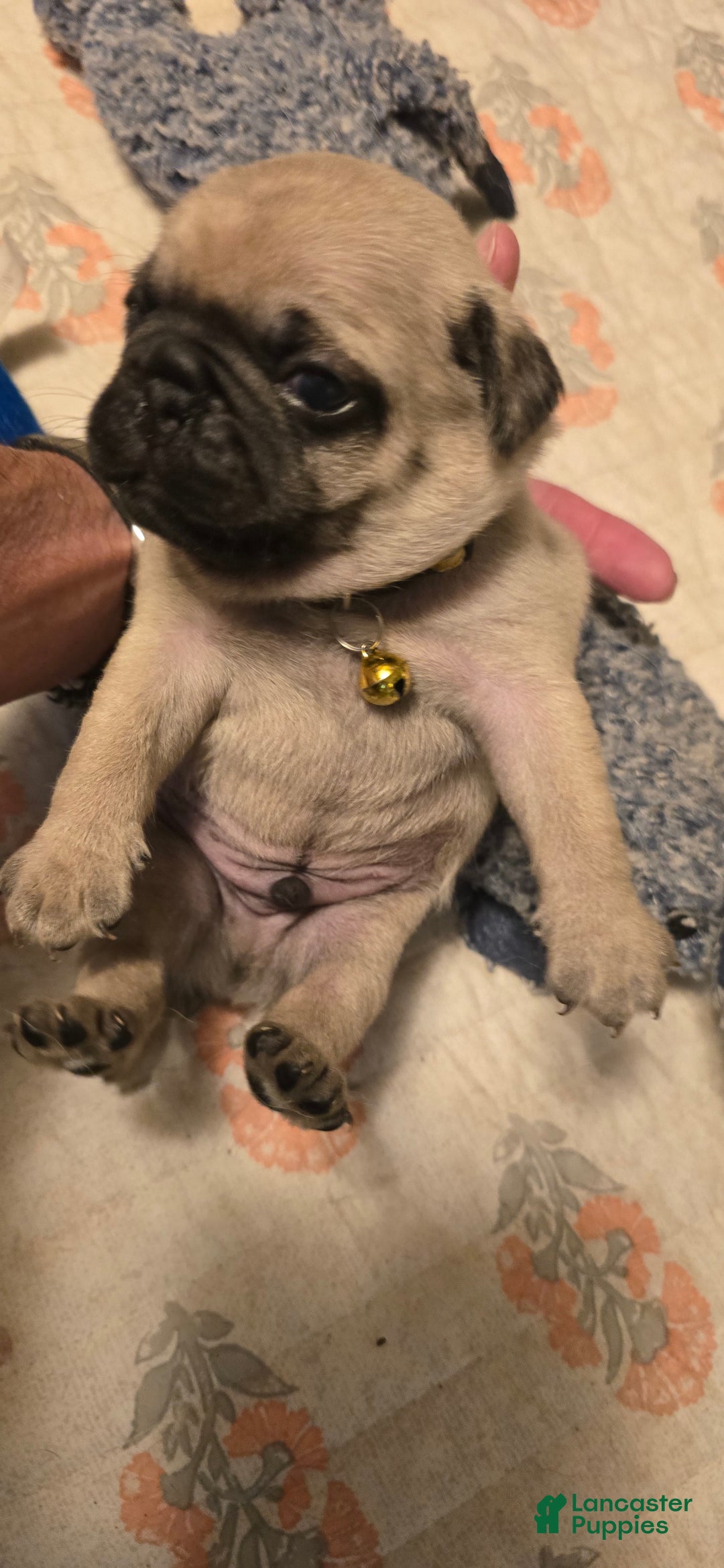 Pug dogs for sale: Davy - Image 18