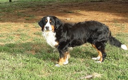 Mini Bernedoodle dogs for sale: Scout - Image 4