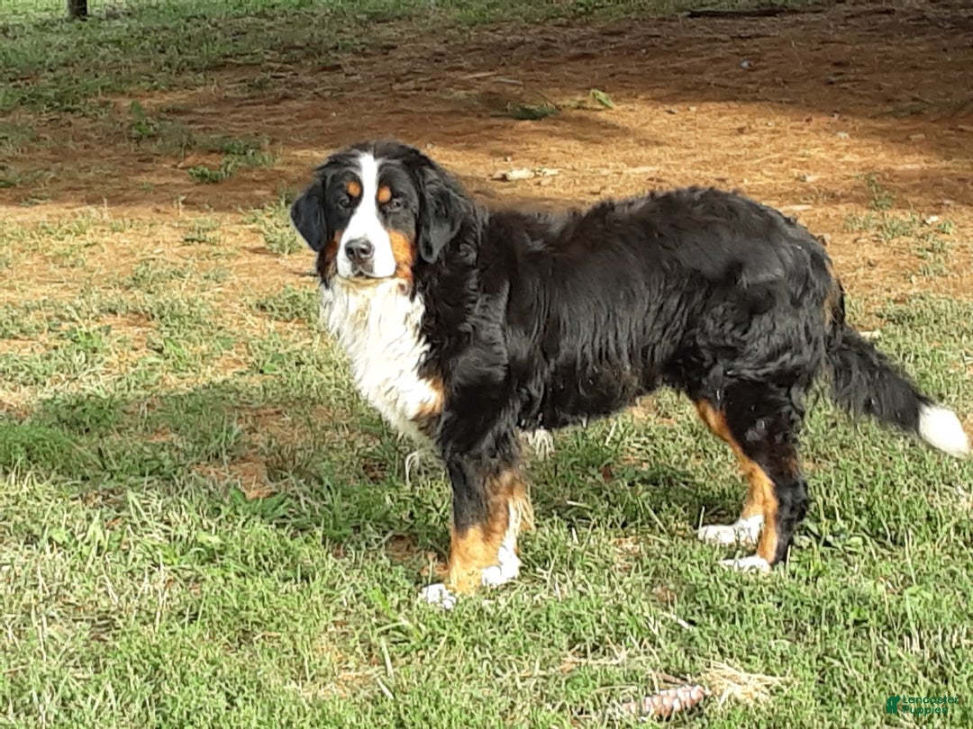 Mini Bernedoodle dogs for sale: Scout - Image 4