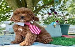Toy Poodle dogs for sale: Toy Poodle 4 puppies - Image 15
