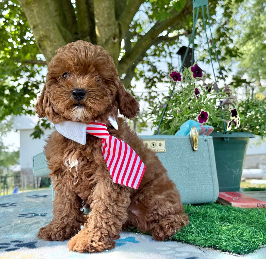 Toy Poodle dogs for sale: Toy Poodle 4 puppies - Image 15