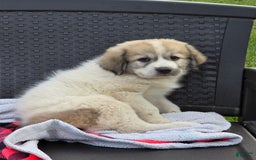 Great Pyrenees dogs for sale: Lucy - Image 1