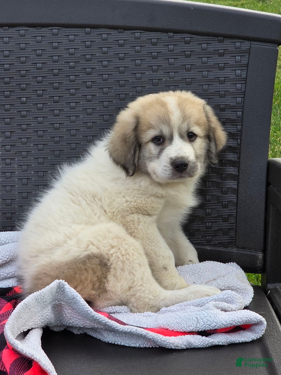 Great Pyrenees dogs for sale: Lucy - Image 1