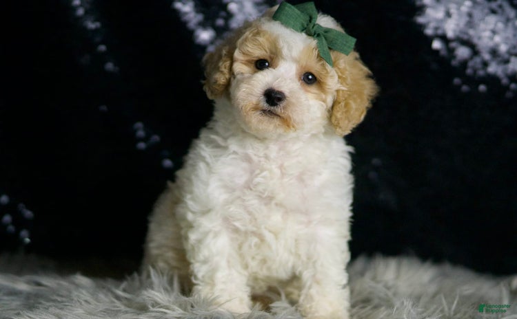 Maltipoo dogs - Advert 32