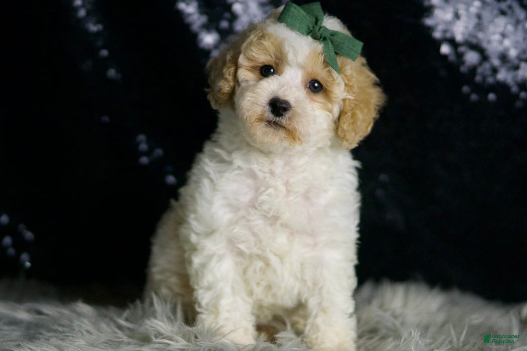 Maltipoo dogs for sale: Stache - Image 1