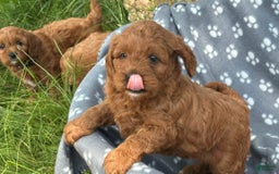 Cavapoo dogs for sale: Abby - Image 1