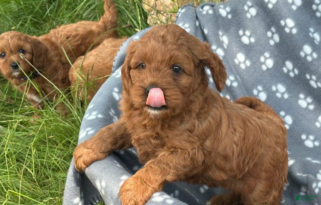 Cavapoo dogs for sale: Abby - Image 1
