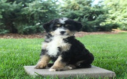 Mini Bernedoodle dogs for sale: Prince - Image 10