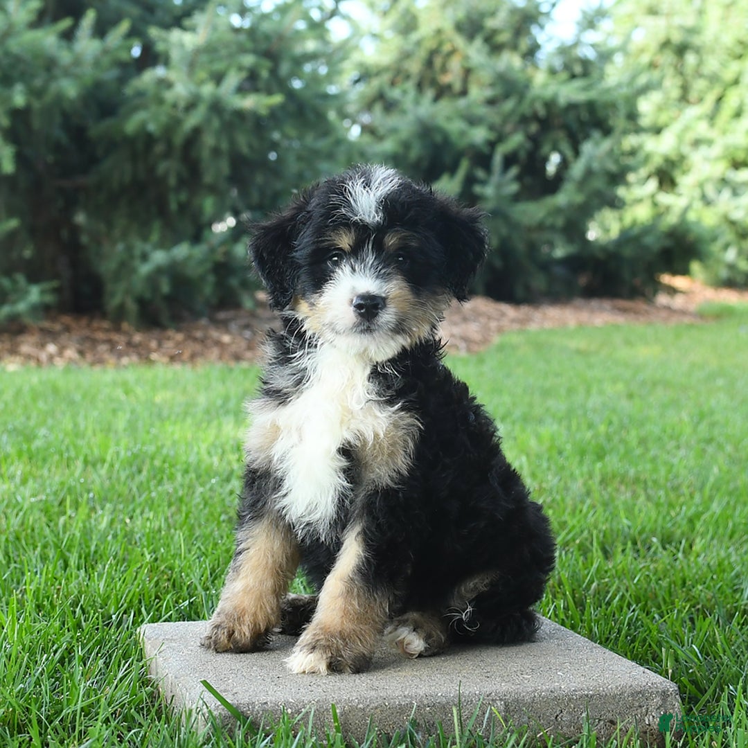 Mini Bernedoodle dogs for sale: Prince - Image 10