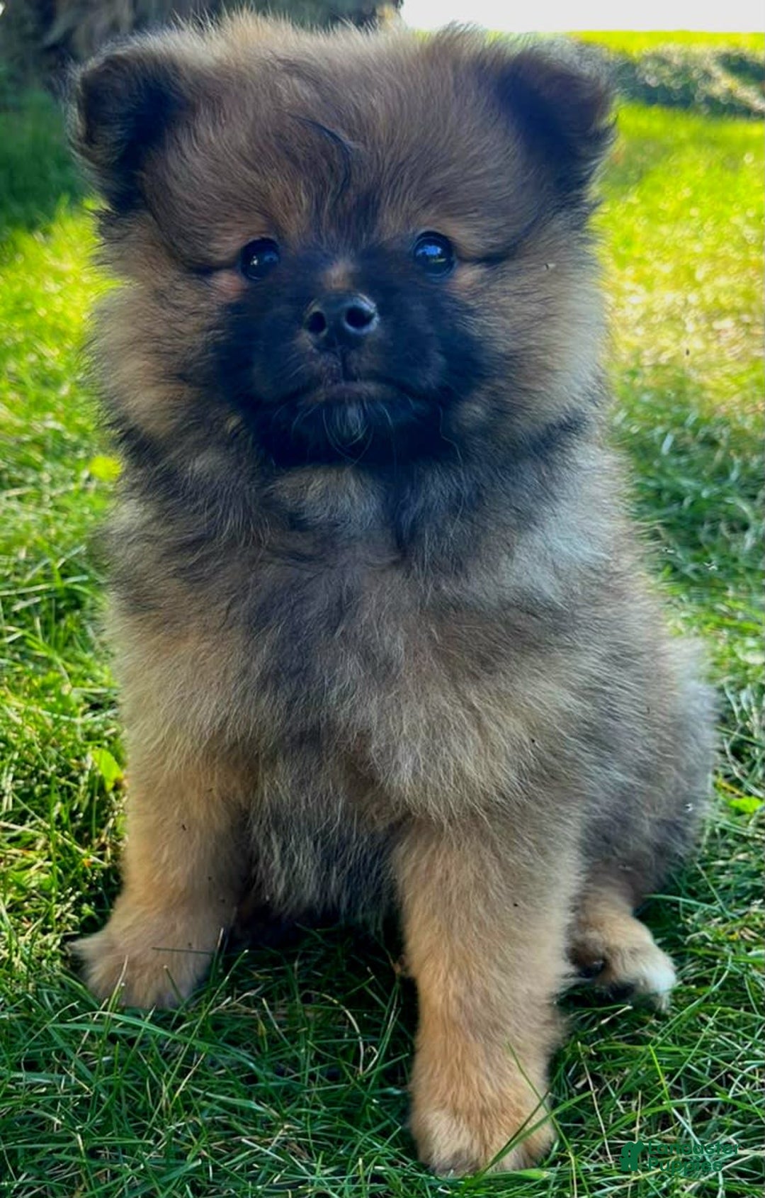 Pomeranian dogs for sale: Remi - Image 3