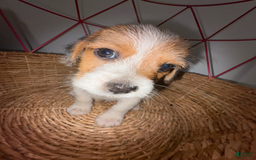 Jack Russell Terrier dogs for sale: Rocko - Image 7