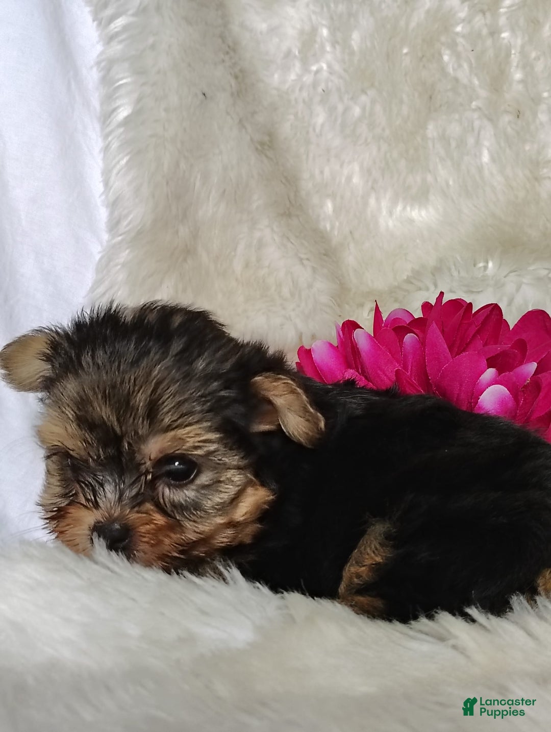 Yorkshire Terrier dogs for sale: Venessa - Image 4
