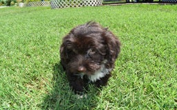Havapoo dogs for sale: Abbie - Image 14