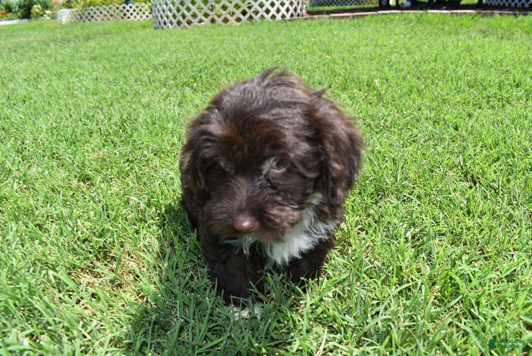 Havapoo dogs for sale: Abbie - Image 14