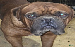 Dogue De Bordeaux dogs for sale: Emma Grace - Image 3