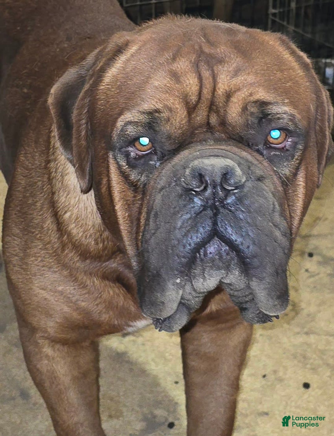 Dogue De Bordeaux dogs for sale: Emma Grace - Image 3