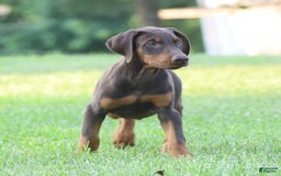 Doberman Pinscher dogs for sale: Rusty - Image 2