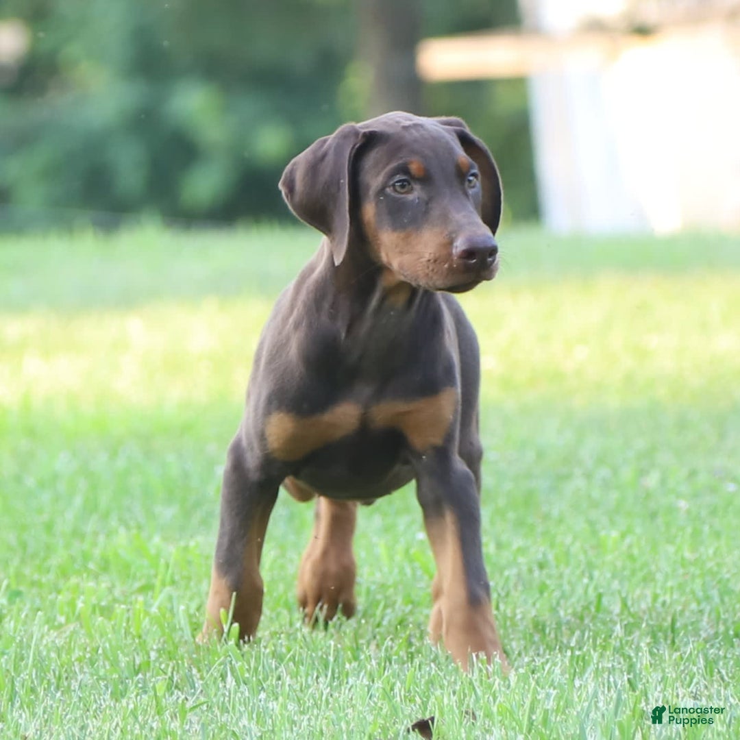 Doberman Pinscher dogs for sale: Rusty - Image 2
