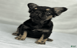 French Bulldog dogs for sale: Roxy - Image 6